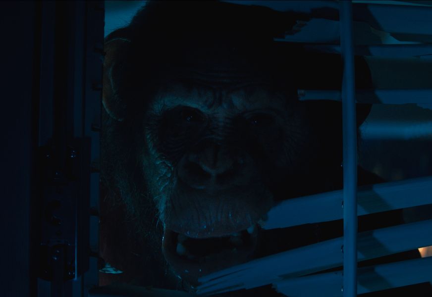 PRIMATE FRAME 017 Lifted